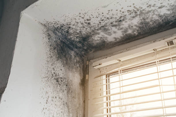 Affordable Mold Cleanup solutions in Parkville, MD